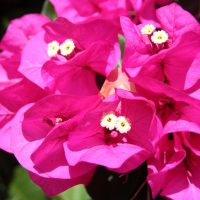 Bougainvilla Bougainvilla