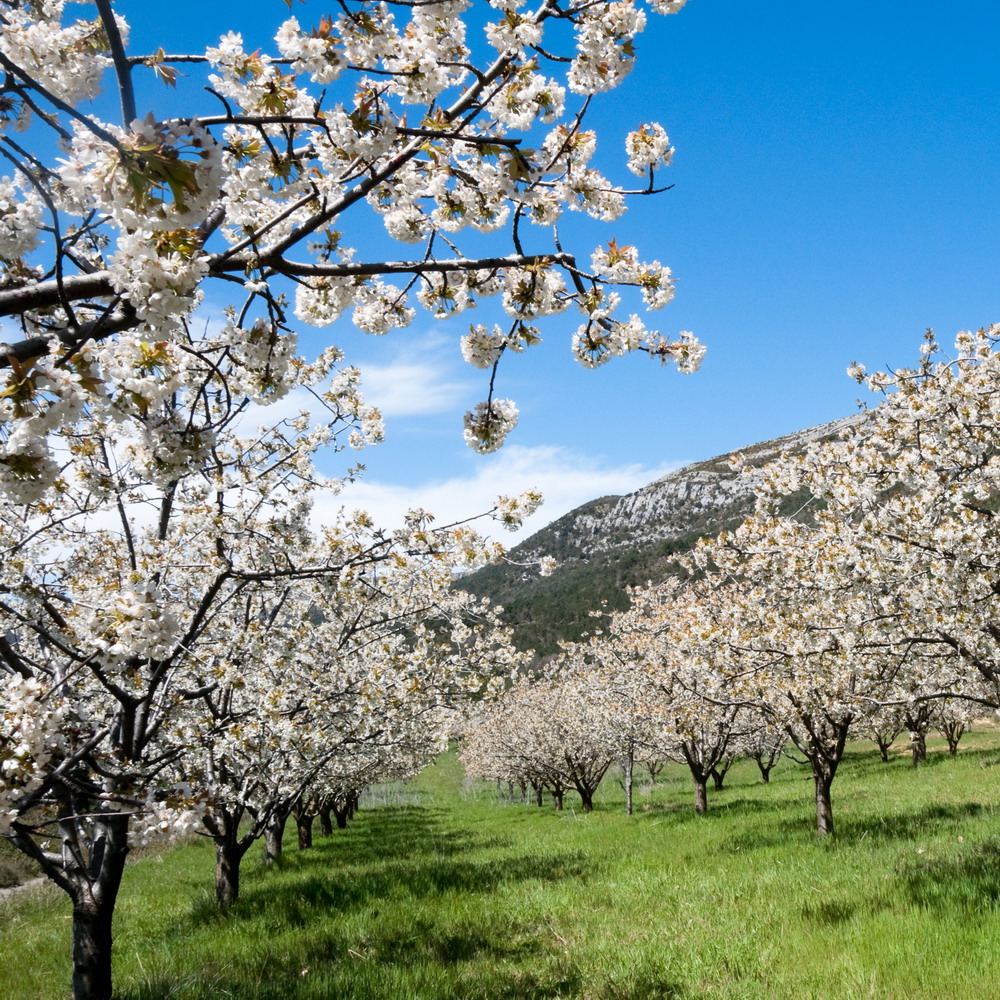 Valle del Jerte in Spring Valle del Jerte in Spring