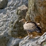 Grifon Vulture