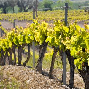 Vines la Rioja Vines la Rioja