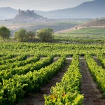 Photo of vineyards, La Rioja, Spain