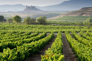 Photo of vineyards, La Rioja, Spain