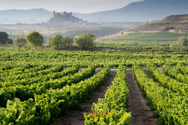 Wine touring Spain Photo of vineyards, La Rioja, Spain