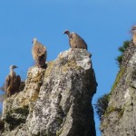 Vultures in Navarra