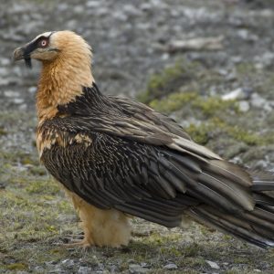 Quebrantahuesos - Lammergeyer Quebrantahuesos - Lammergeyer