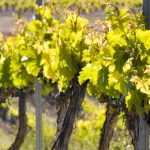 vines-la-rioja-