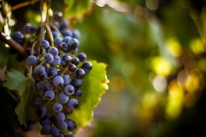 Photo of vine, north Portugal
