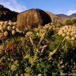 Flora in Serra da Estrela