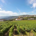 Photo of vineyards in the Douro Valley