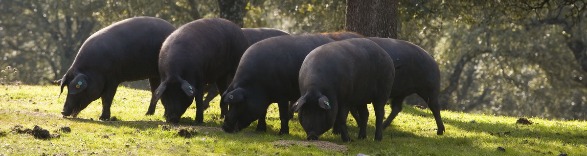 Photo of Iberian pigs in the dehesa