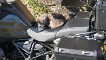 cat on bike