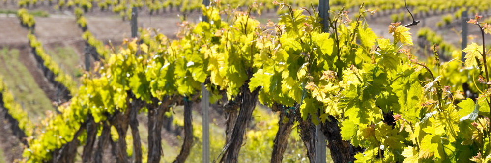 Photo of vines in la Rioja