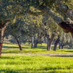 Photo of Alentejo Cork Forest