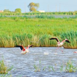 Photo of flamingos in the Ebro Delta