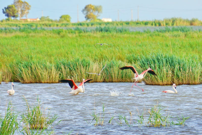 Photo of flamingos in the Ebro Delta
